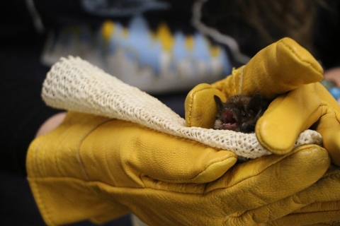 Bat Festival takes over Minnesota Valley refuge on Halloween