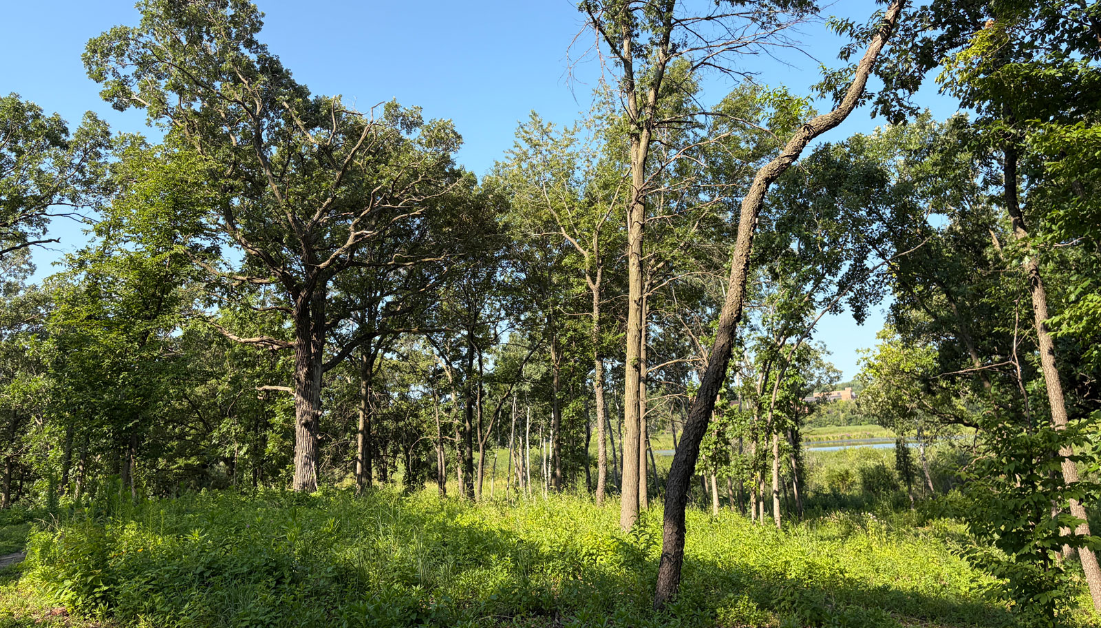 From buckthorn to bluestem: What Bloomington is learning bringing back its oak savannas